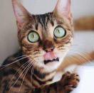 猫姐满满
