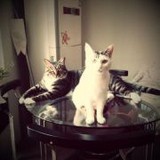 天蝎女and猫