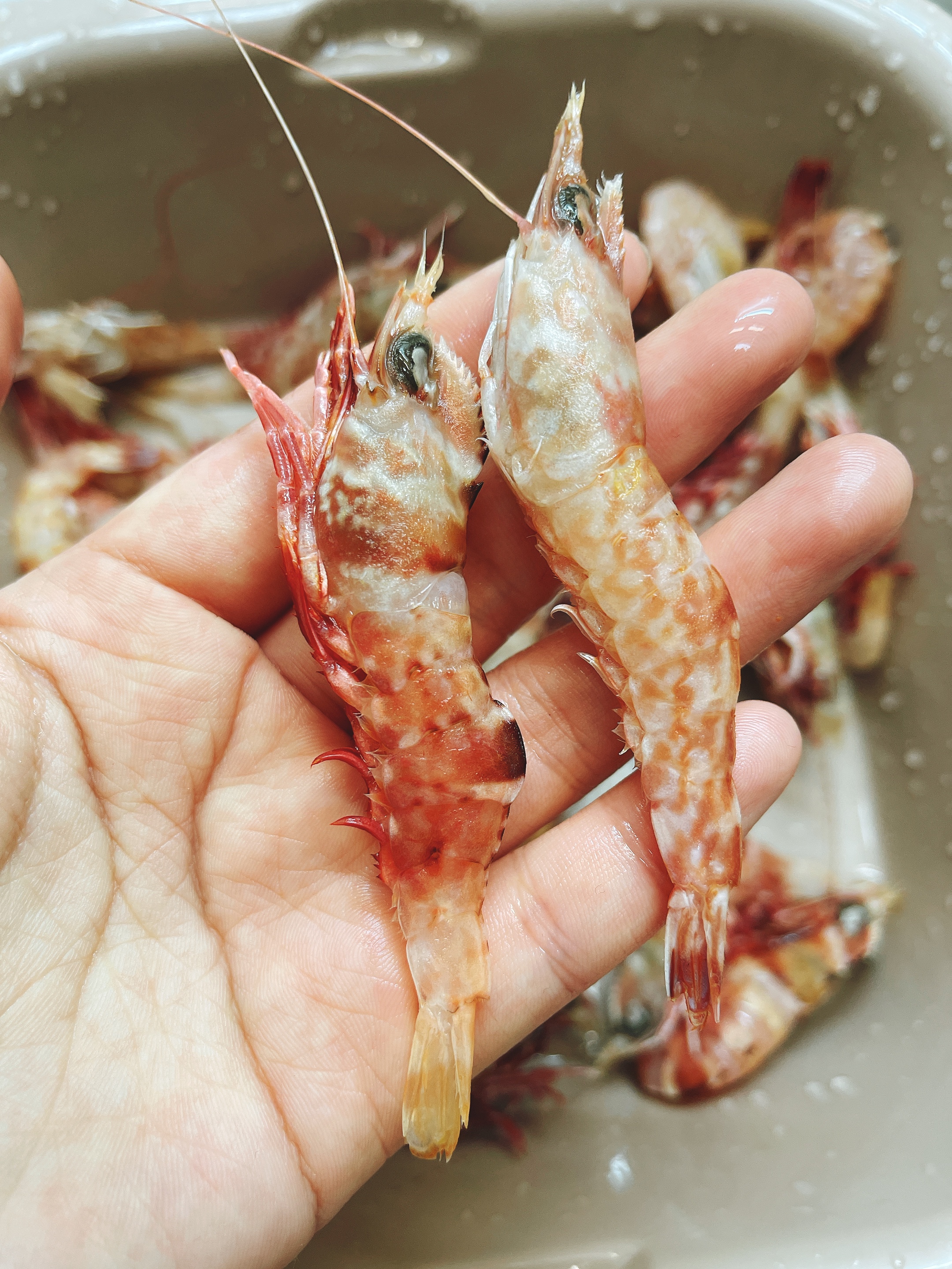 台湾的樱花虾鸡冠虾炒鸡鲜甜～比白灼虾还简单！的做法