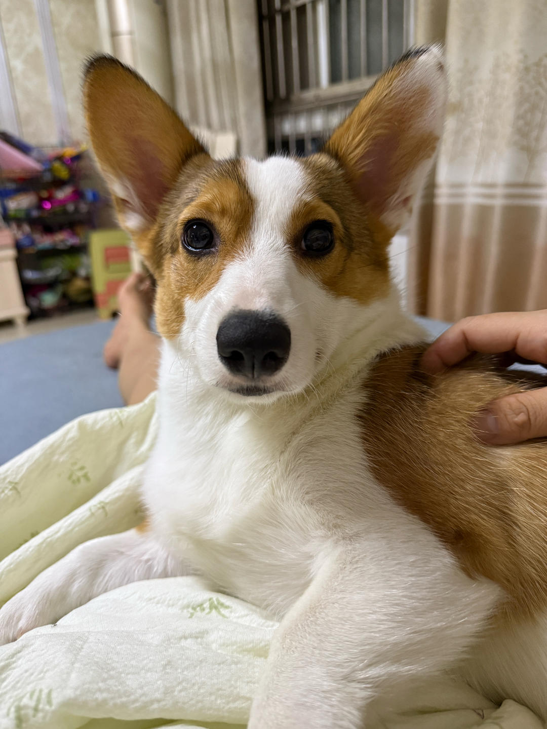 洛洛宝子