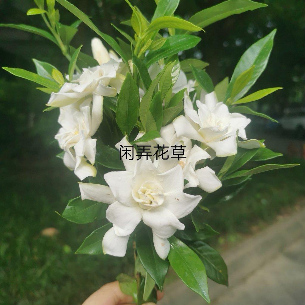 初夏的味道之——栀子花煎蛋