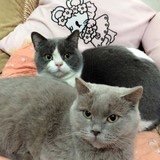 茂小宝的妈妈