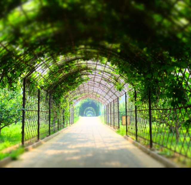 初夏の微风山谷