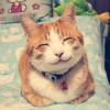 没爪的猫