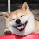八四两四