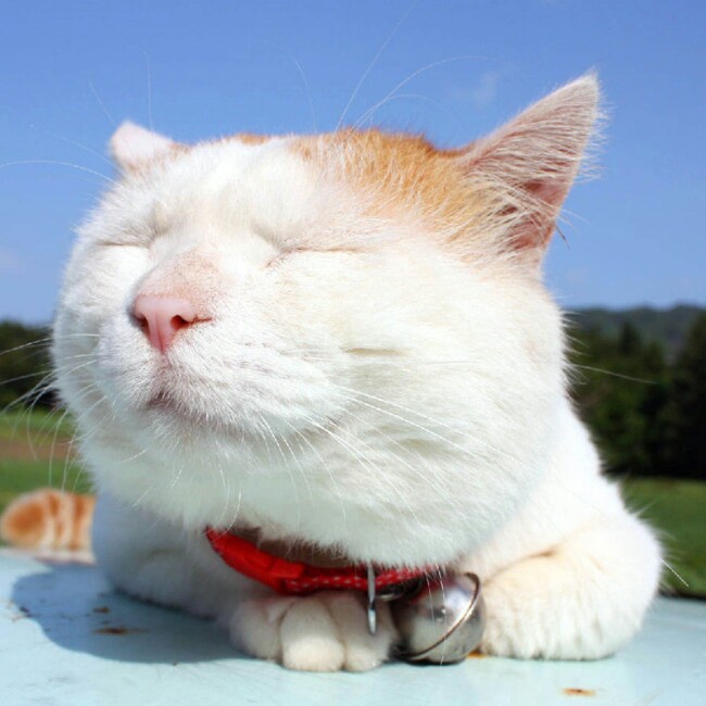 晒太阳的猫-19