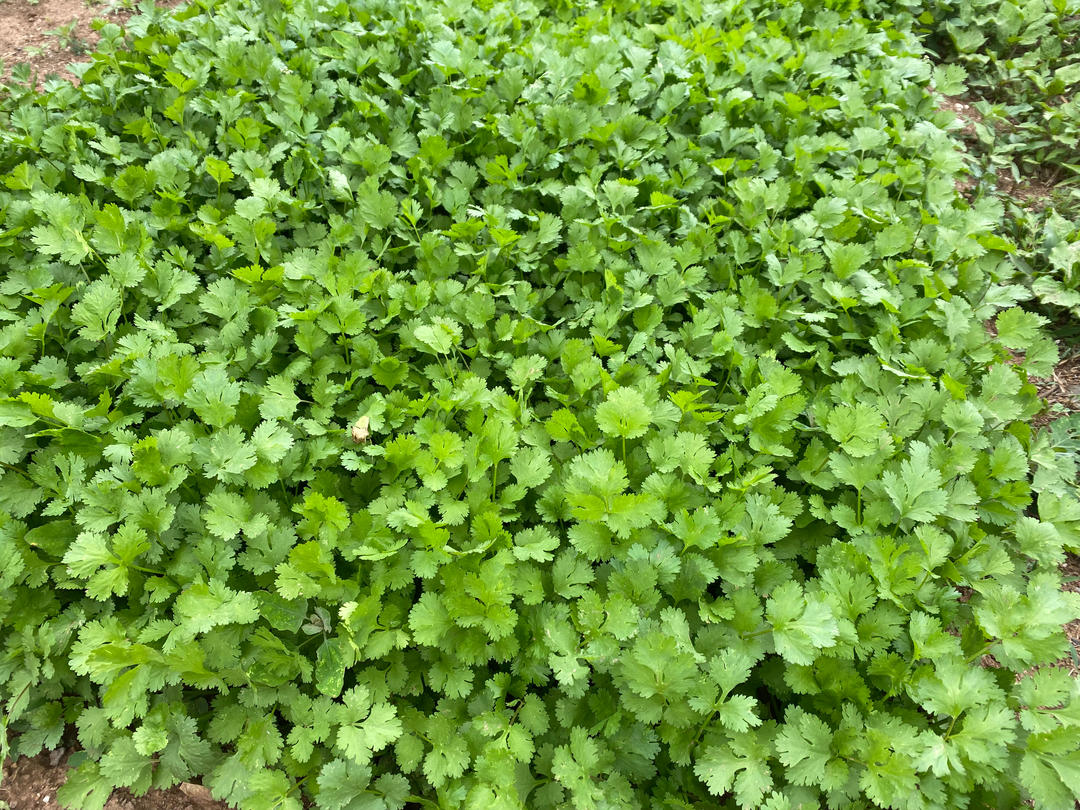 妈家院子里的菜