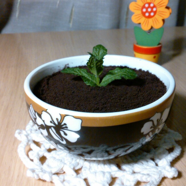 酸奶盆栽/继续延续小清新风/治愈系甜品