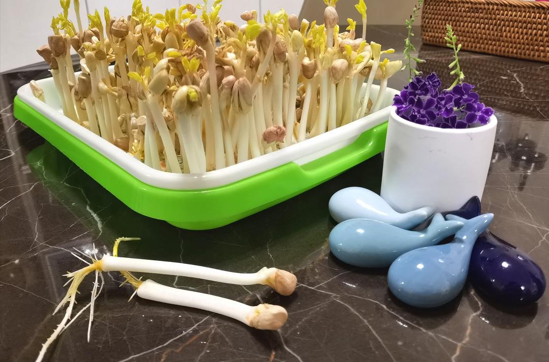 水培花生芽👉👉发豌豆苗的育苗盆一物二用的做法