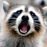 IamRaccoon