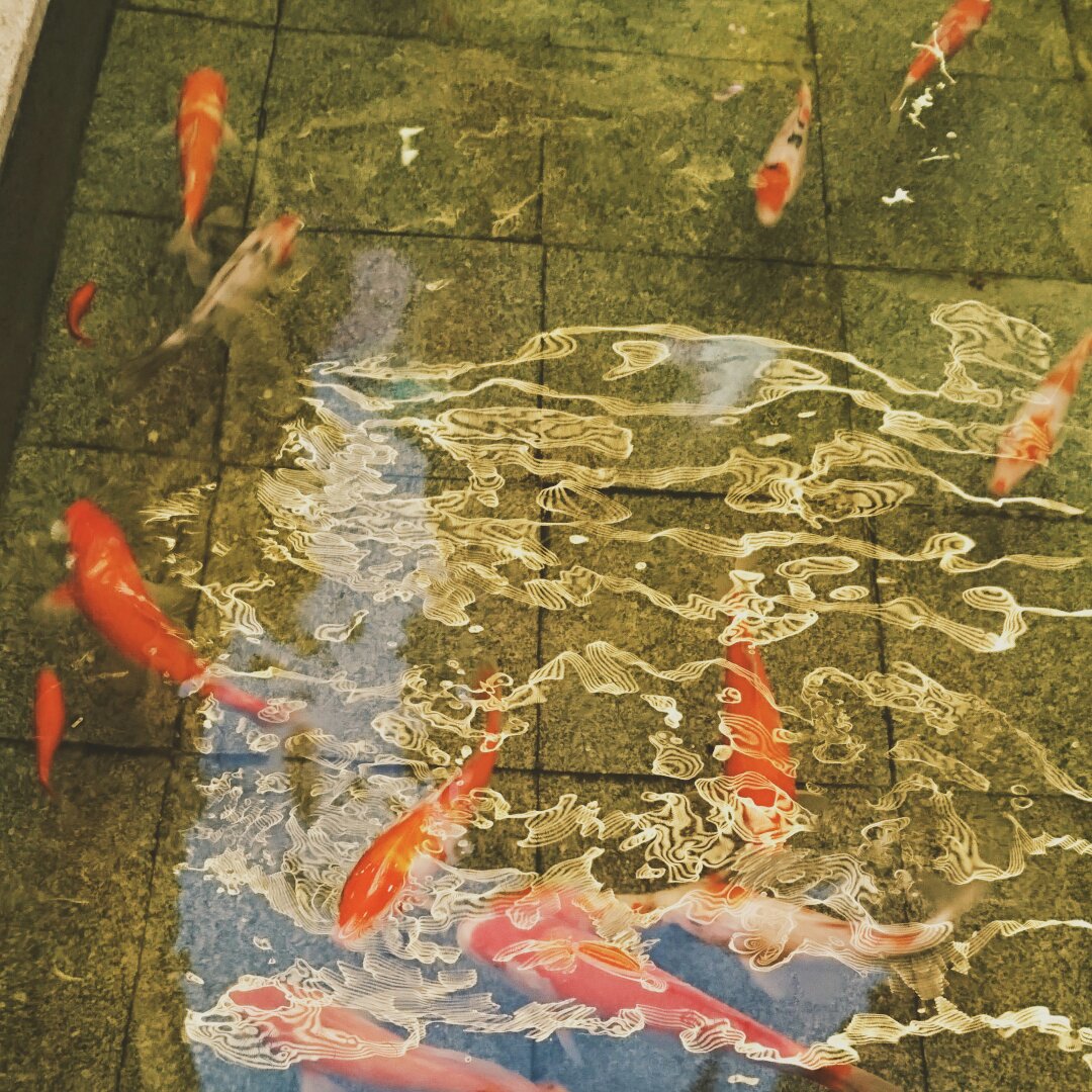 大法师喵