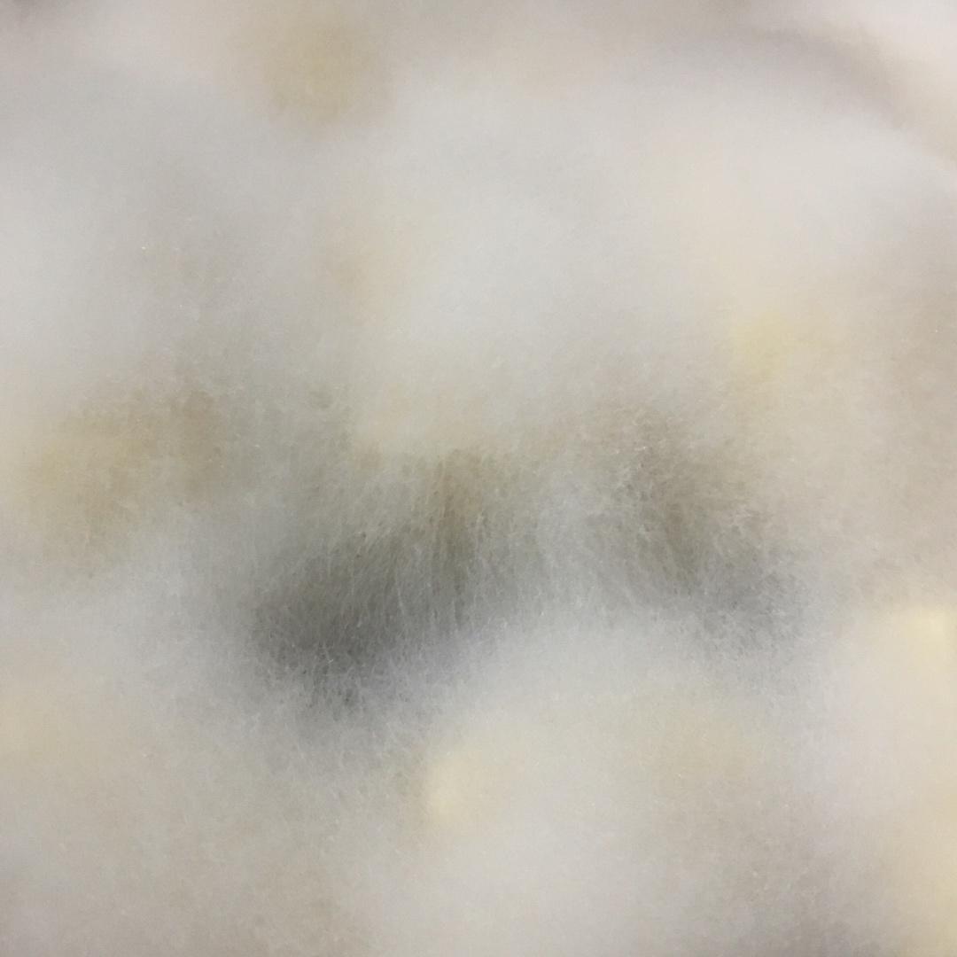 毛豆腐（狐狸一样的毛）