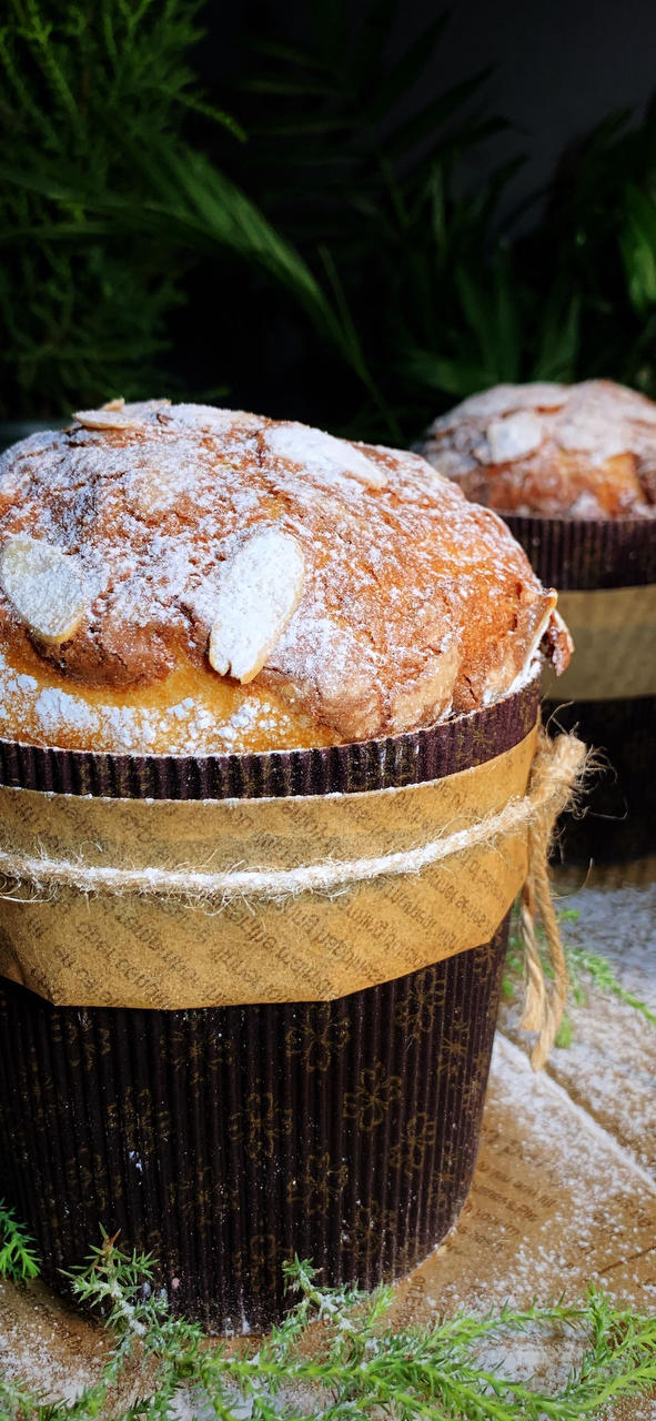 潘娜托尼 圣诞面包           Panettone（中种法）