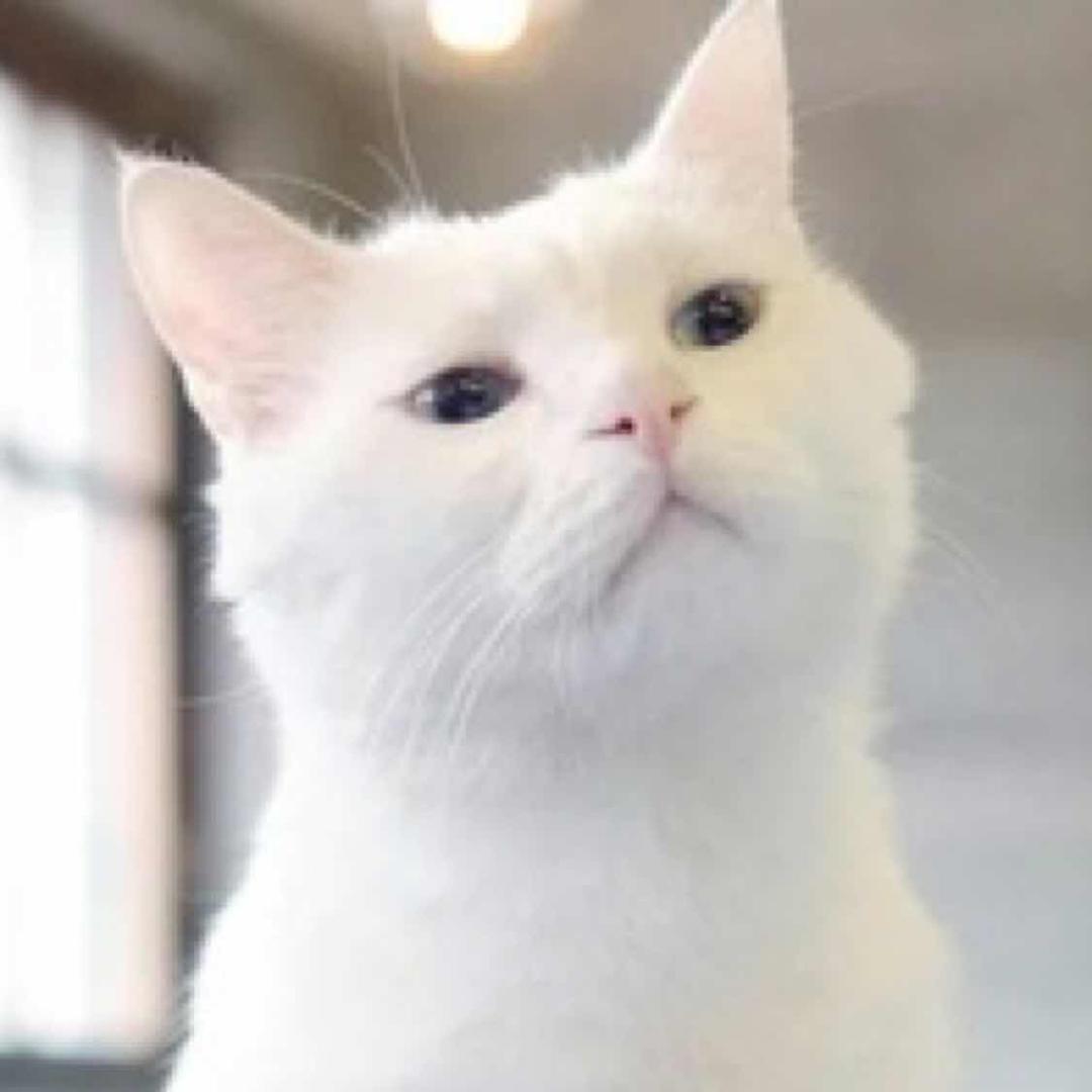 大西瓜最爱喵星人