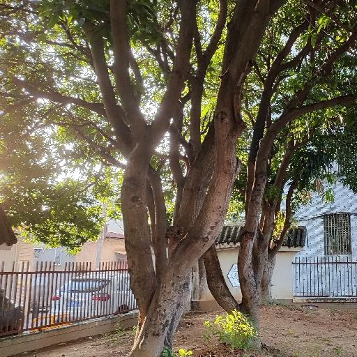 向日葵盼小瑜儿