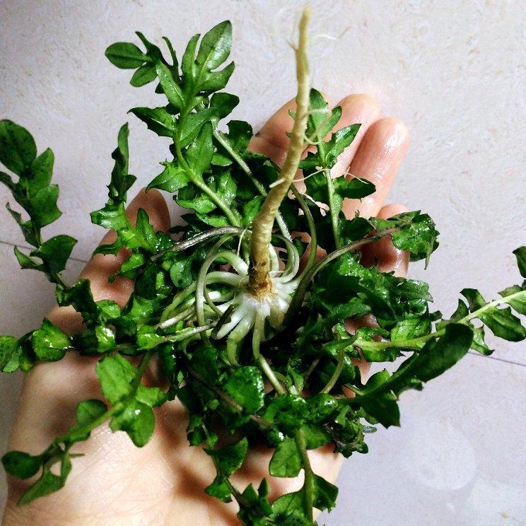 鲸鱼和多莉做的如何长久的保存荠菜