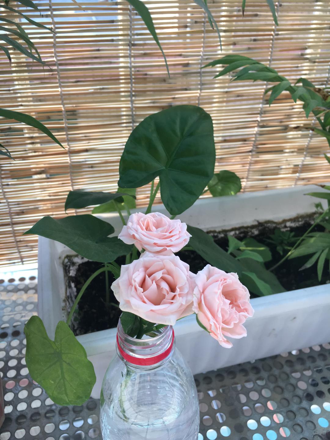 酱辣椒炒鸡胗的做法