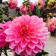 小小瑾er