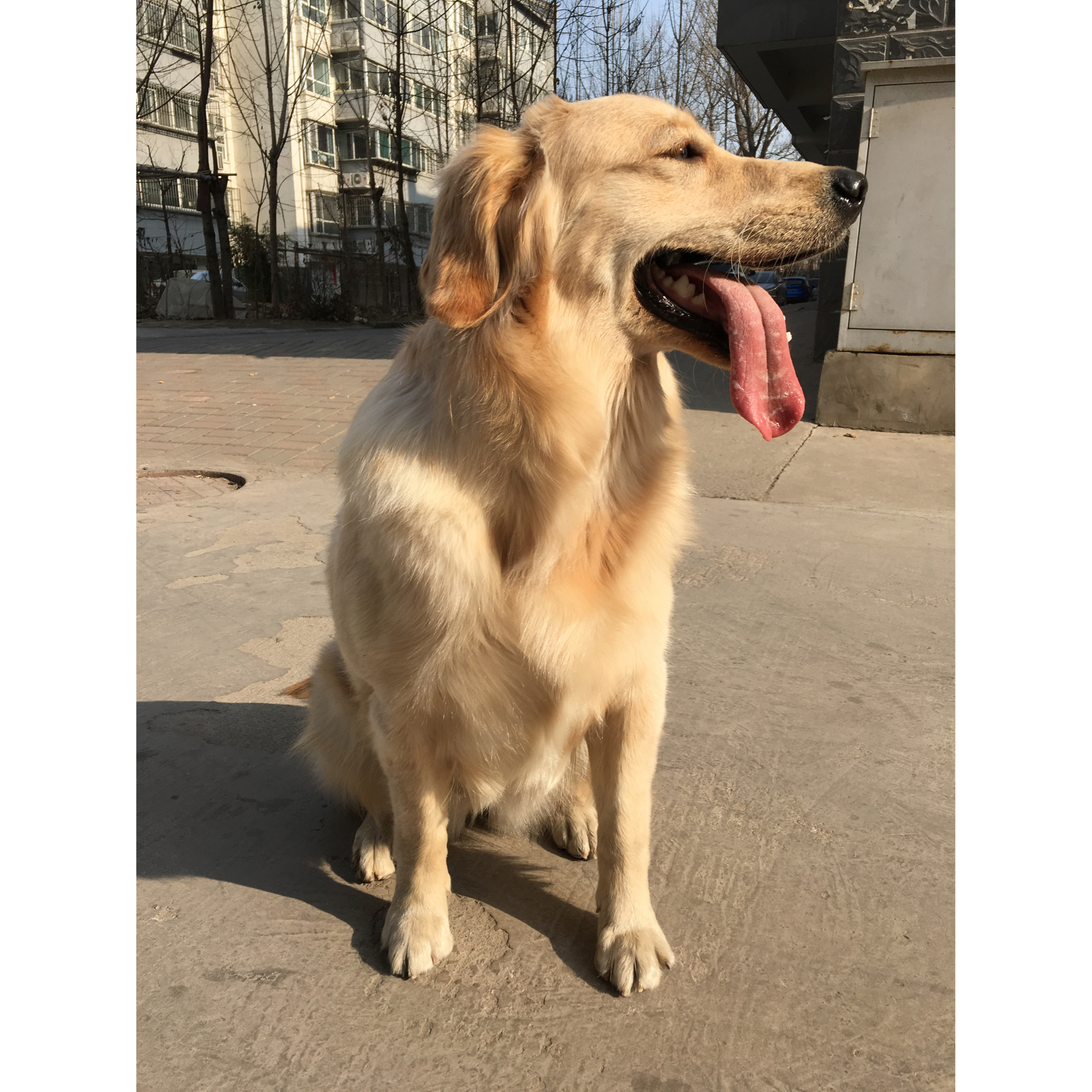 爱心狗狗餐
