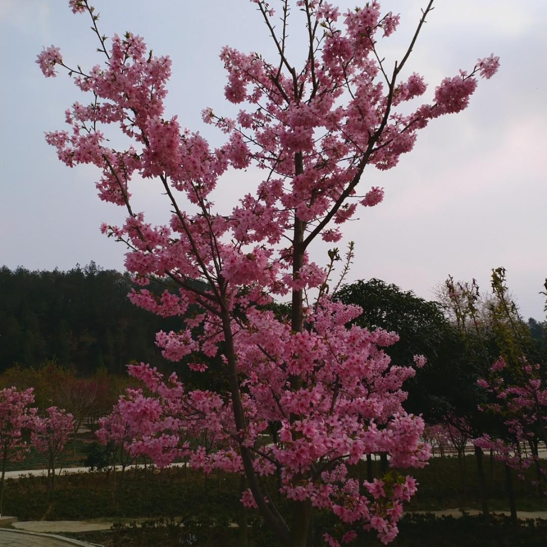 爱烘培的牙儿
