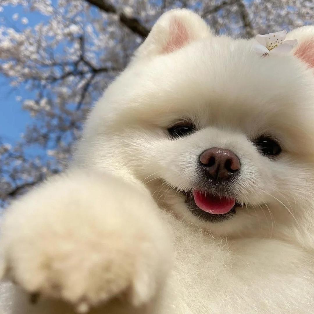 胖羊羊的羊