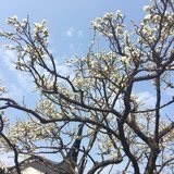 vv的小黑