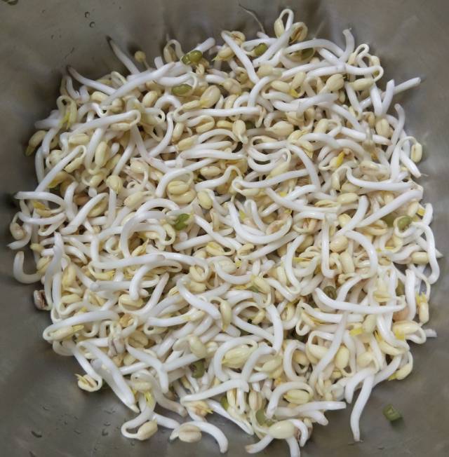 牛奶盒发豆芽|废物利用真方便