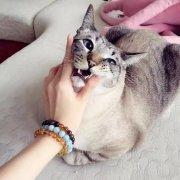 鸢娓花开何如旧颜丶