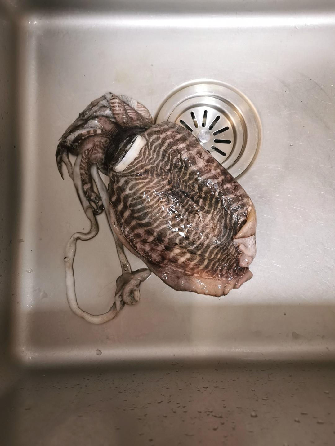 【0368】如何处理墨鱼 <302小厨房>