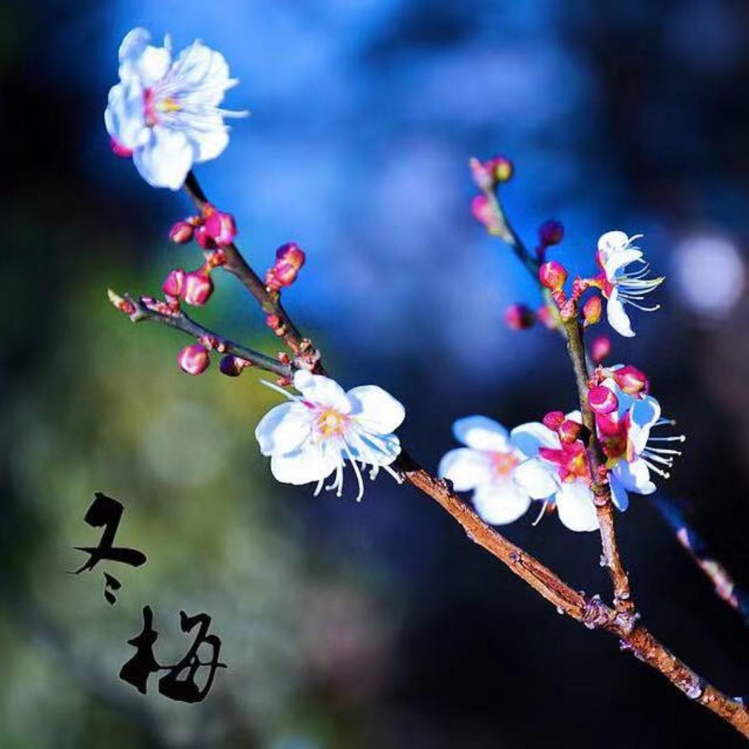 手机用户5772_awox