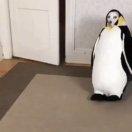 cy三三