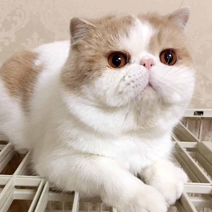 傲娇的铲屎女王