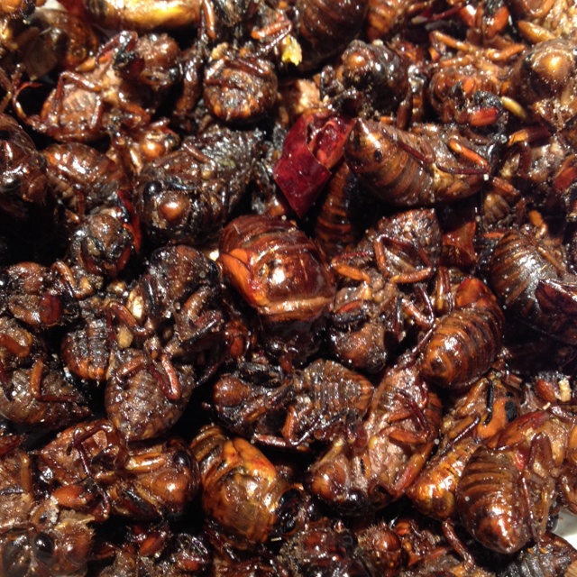 jz玲玉做的椒盐知了