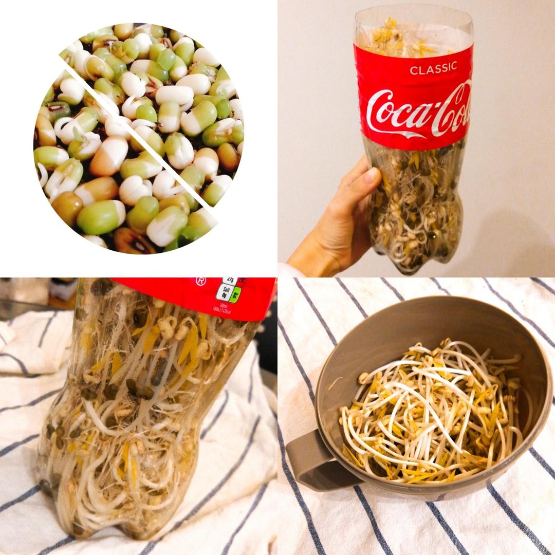 自发豆芽（可乐瓶发豆芽0失败！）