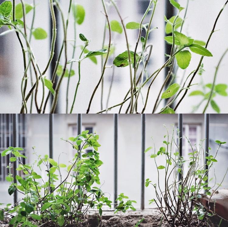 我在这里开家冰淇淋店