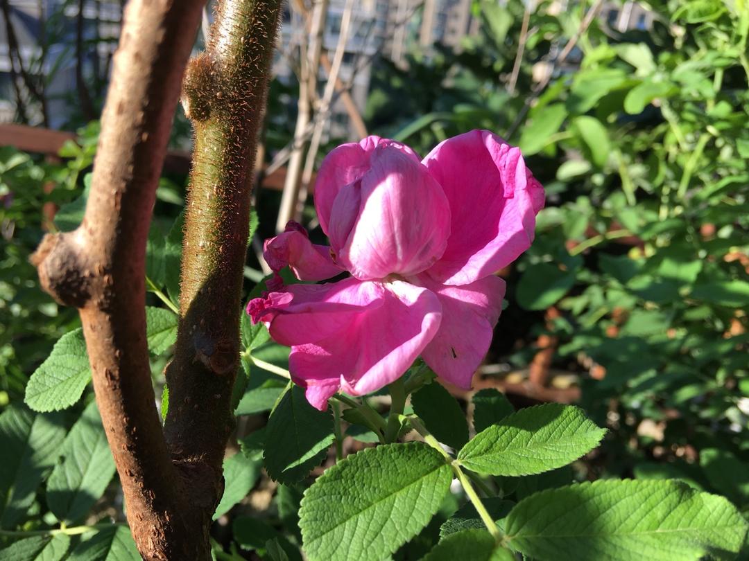 花花草草