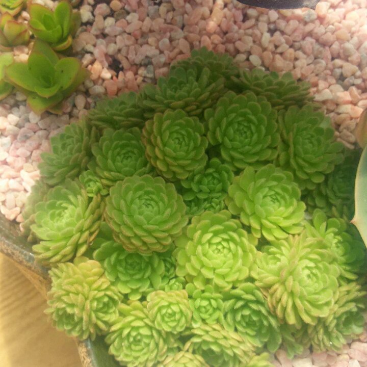 蓝心00