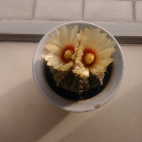 偶然是偶然的厨房