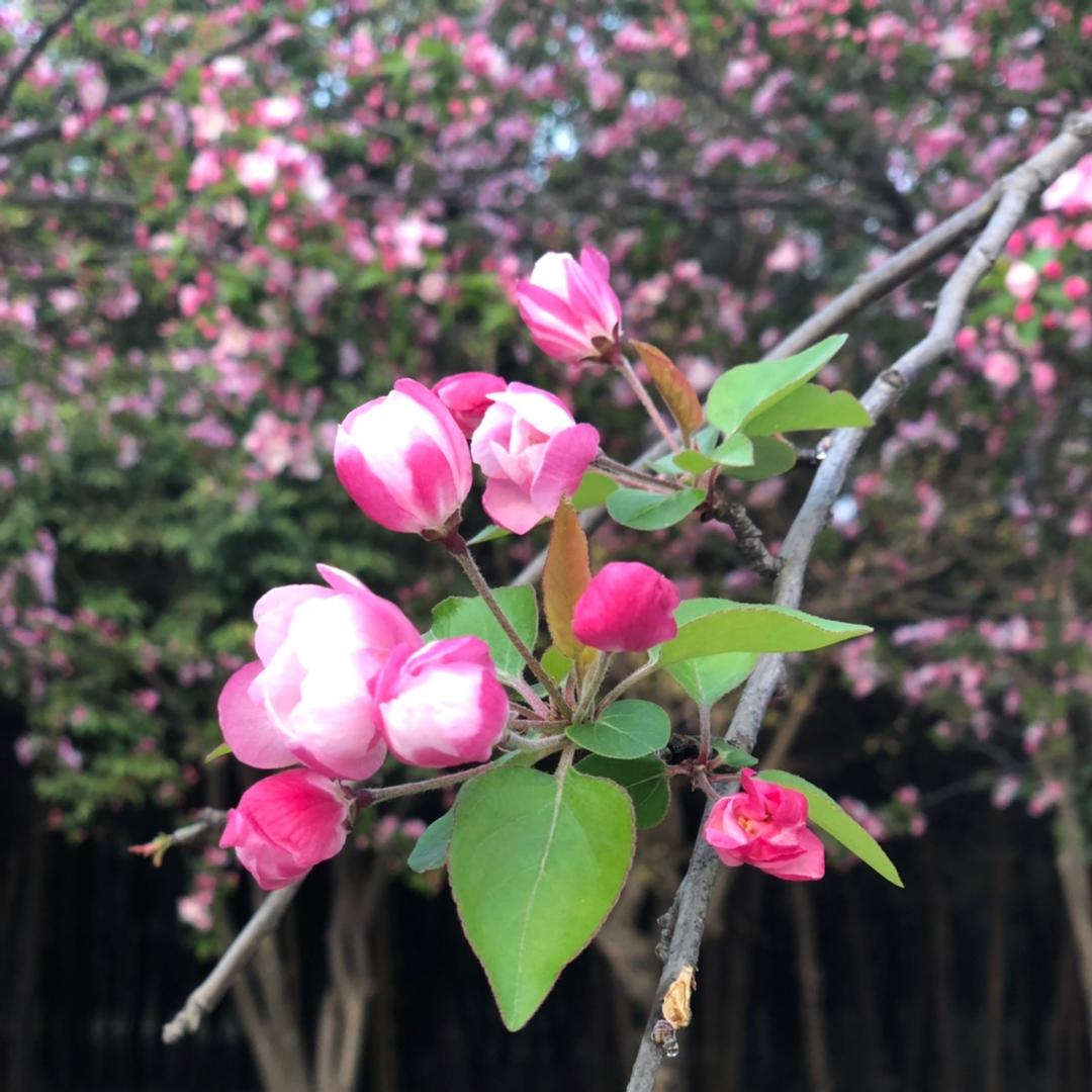 雪飘无痕爱美食