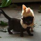 嘴角上扬的肉丝