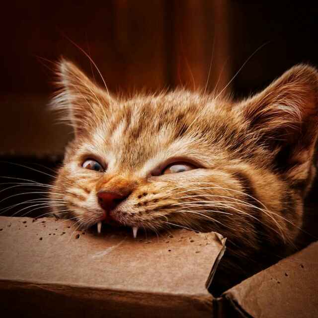 张小猫爱发彪