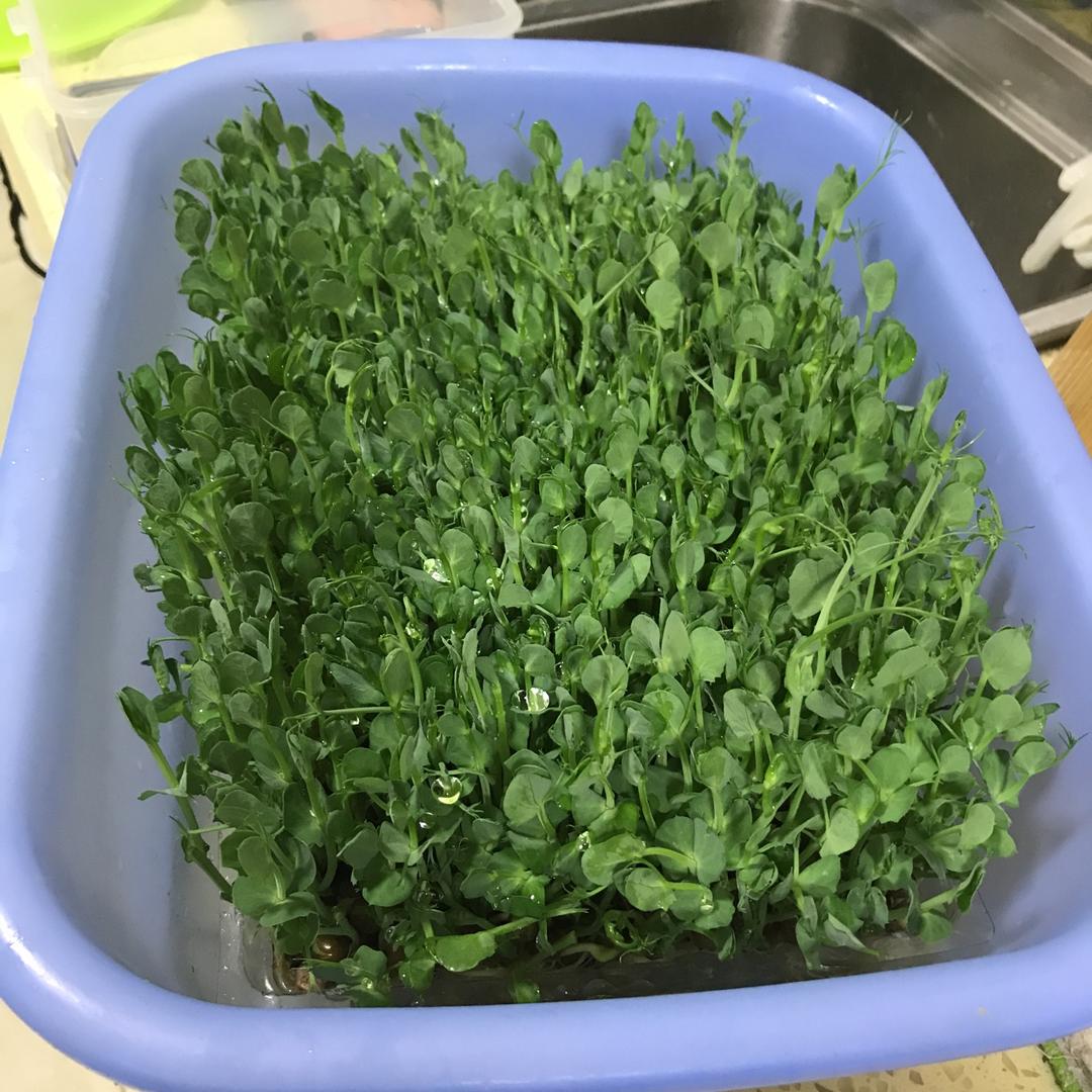 一次成功简单水培豌豆苗