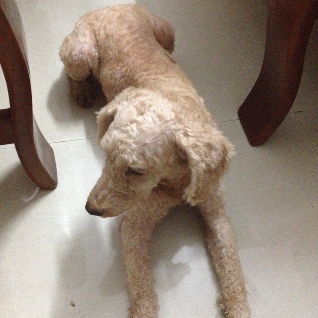 自制狗狗晚餐（二）