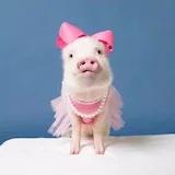 今天也是大长腿