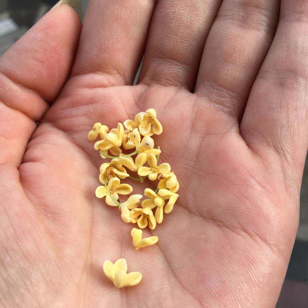 白糖桂花