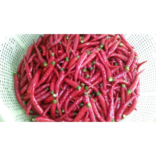 新鲜小米椒长期保存方法