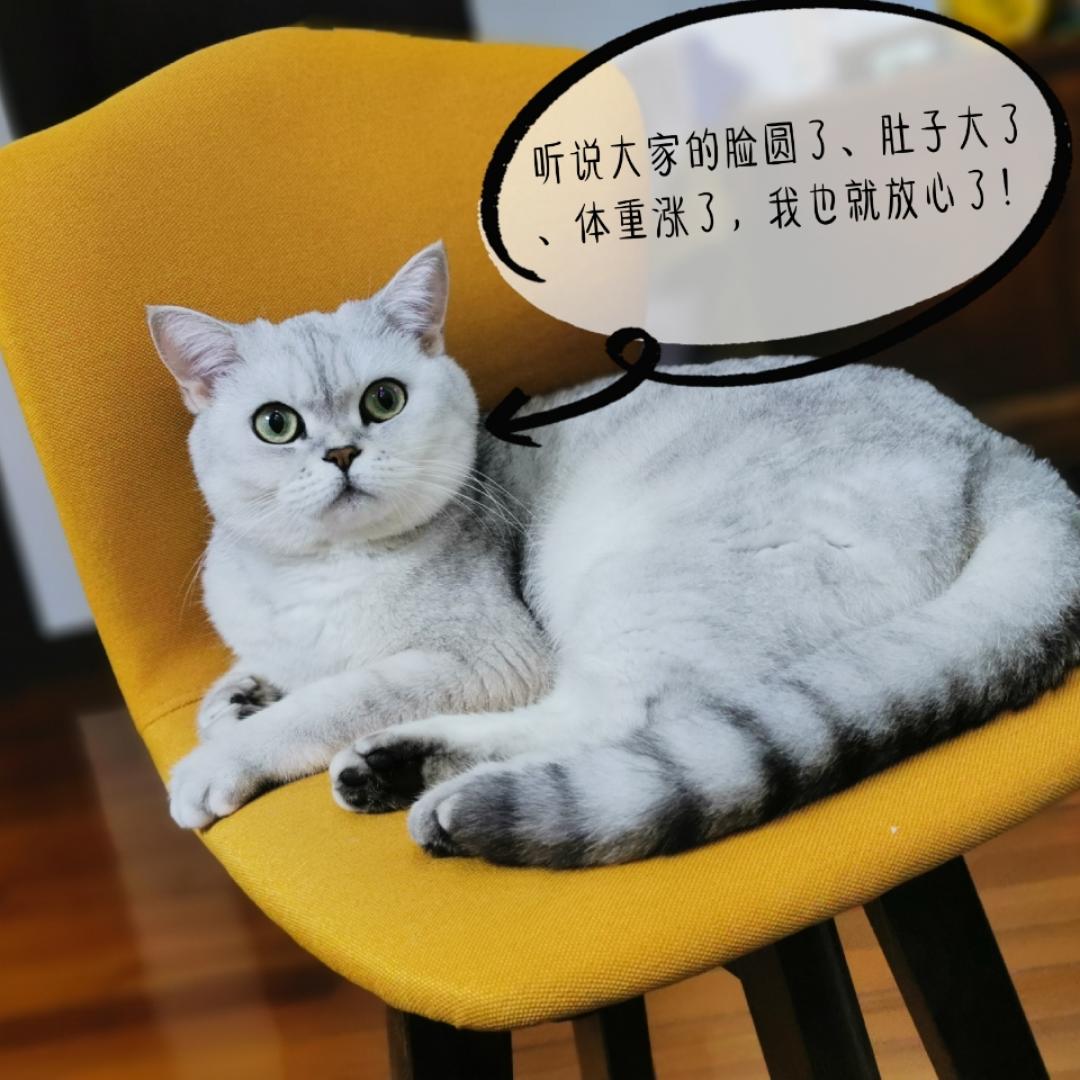 胖紙終將沒有未來