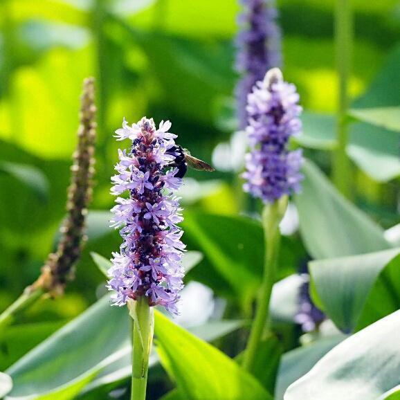 灵感乍现之作（中餐集合）的做法