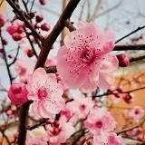 师父给你做一碗桃花羹吧