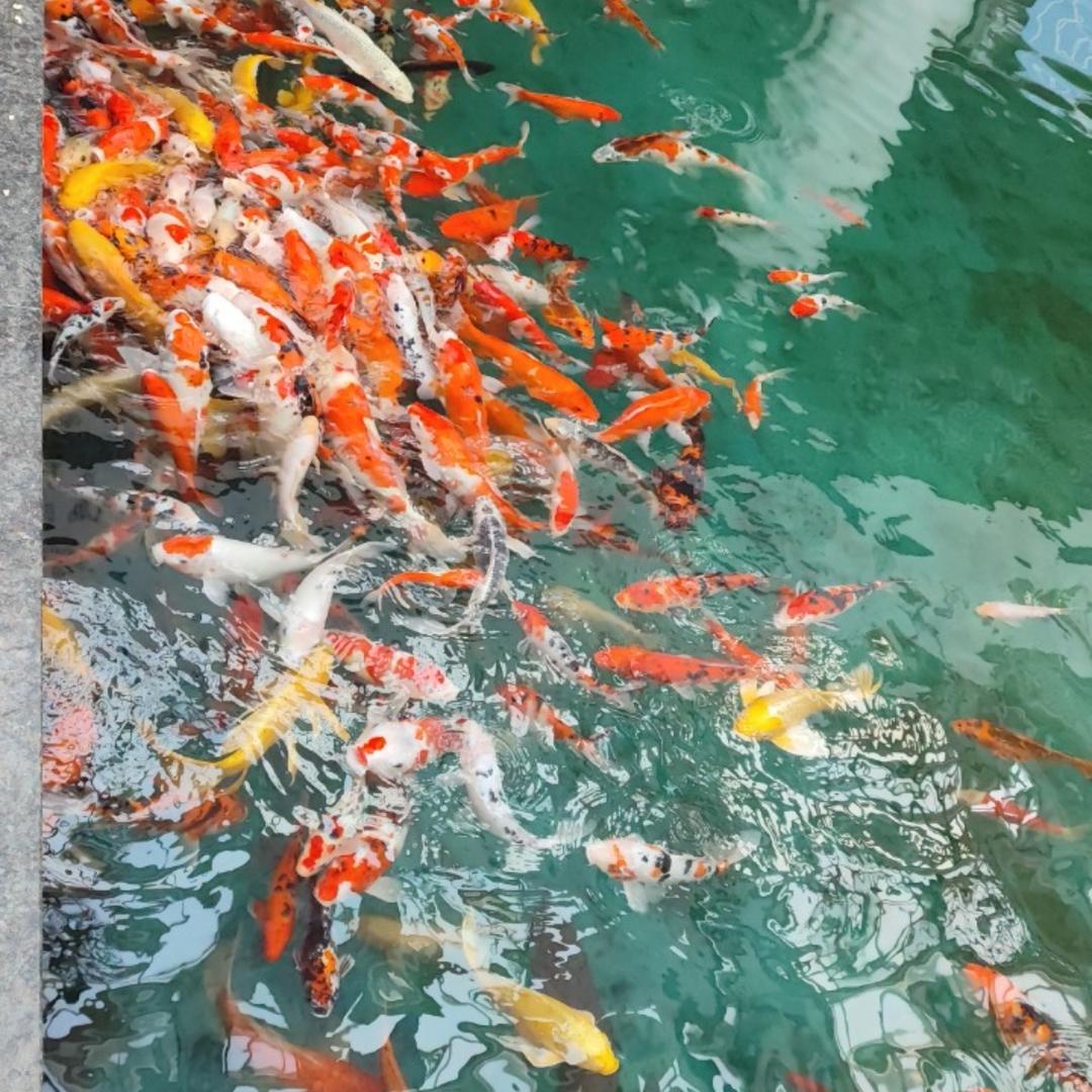 上岸锦鲤好运连连